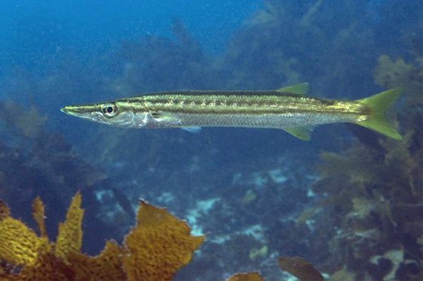 Yellowtail_Barracuda_Sphyraena_obtusata.width-800.f148005.jpg