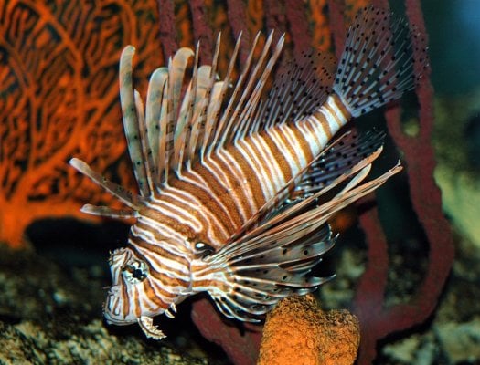 lionfish.jpg