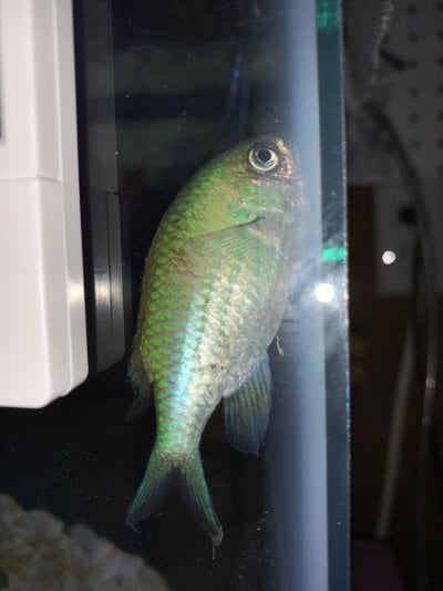 green chromis copy.jpg