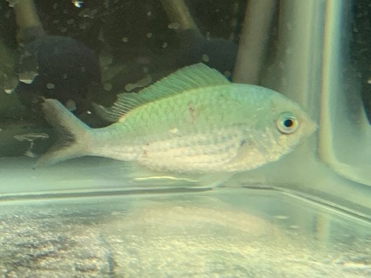 green chromis 2.jpg