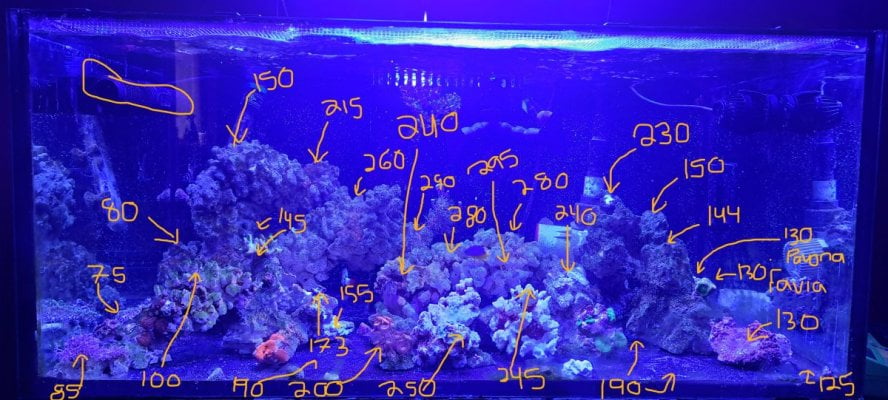 Par-Led 25%, 4 T%s -AB Plus, Coral Plus, Coral Plus at 8.25 inches above water  AB Plus - 2024...jpg