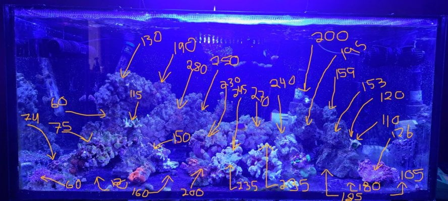 LED at 25%, 1cp, 1 actinic, 1 cp, 1abt, 8.25 inches above water, 2024-April-21.jpg