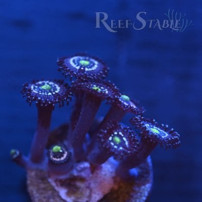 blue-lagoon-zoa-colony.jpg