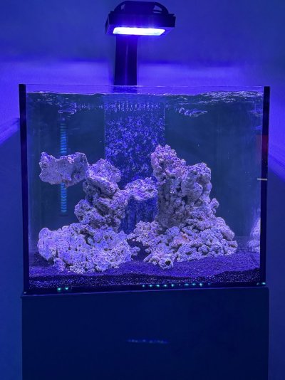 reef tank 10.jpg