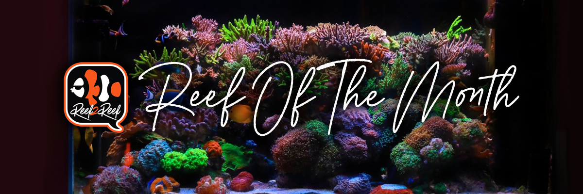 Reef of the month banner.png