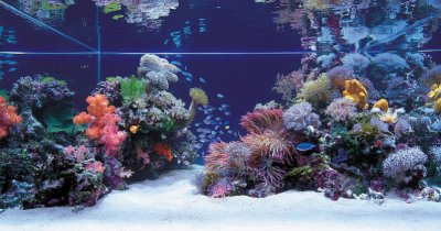 Tips and Tricks on Creating Amazing Aquascapes