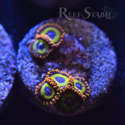 fruitloops-zoa-white.jpg