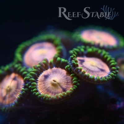 lazer-lemon-zoa-0923.jpg