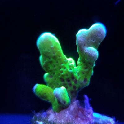 slimeball-anacropora.jpg