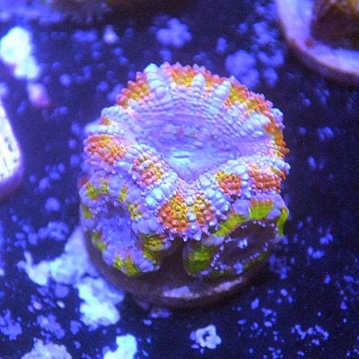 Acan 4.jpg