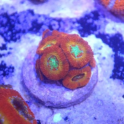 Acan 9.jpg