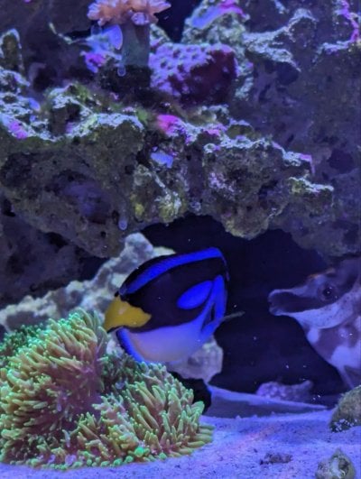 Dory.jpg