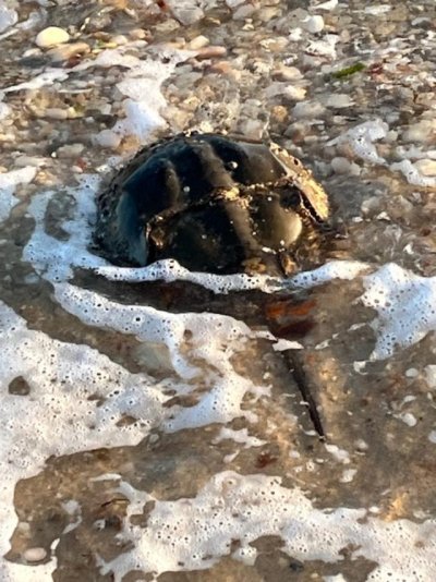 Horseshoe crab.jpg