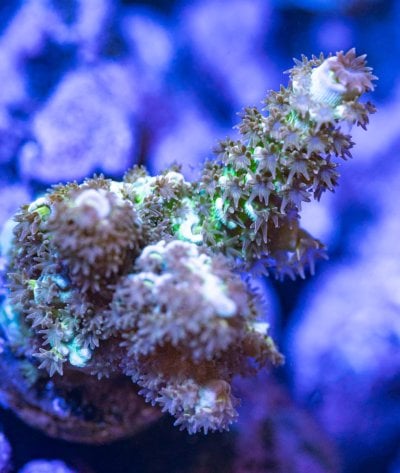 240512_Corals-29.jpg