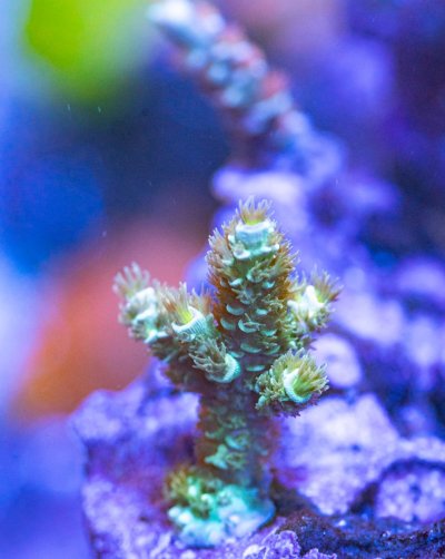 240512_Corals-24.jpg