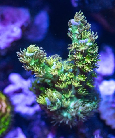 240512_Corals-18.jpg