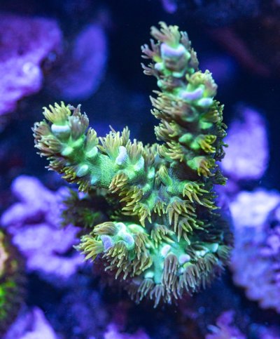 240512_Corals-19.jpg