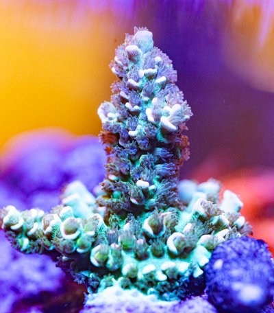 240512_Corals-36.jpg