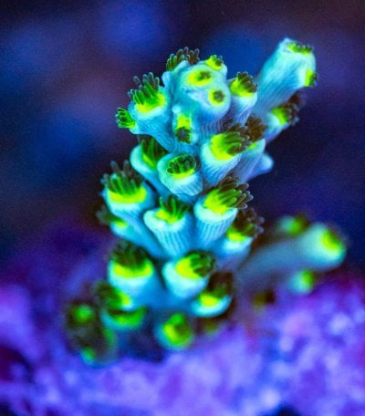 240512_Corals-22.jpg