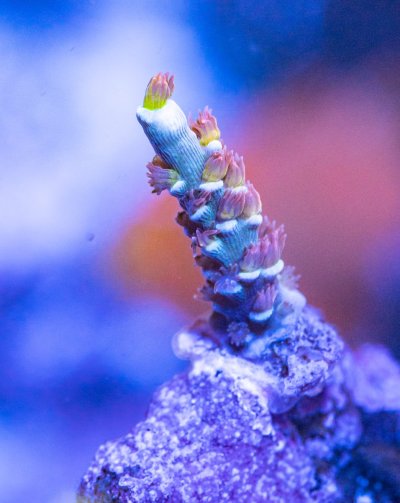 240512_Corals-26.jpg