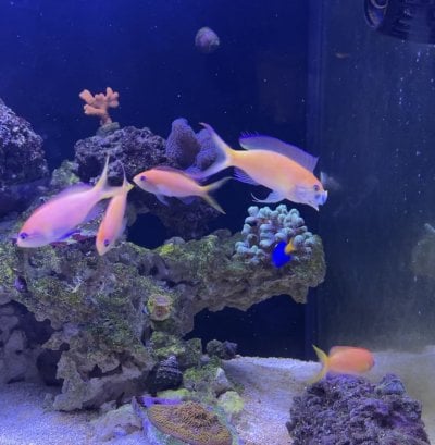 Anthias Group cropped 5-17-24.jpg