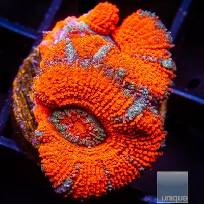 U Red Acan Lord 42 20.JPG