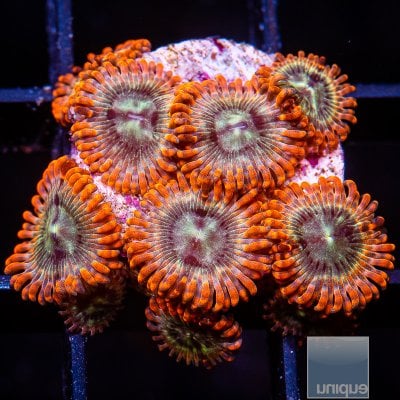 UC Gatorade Zoanthid colony 139 82.JPG