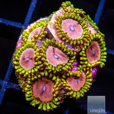 UC Purple Monster Zoanthid colony 179 90.JPG