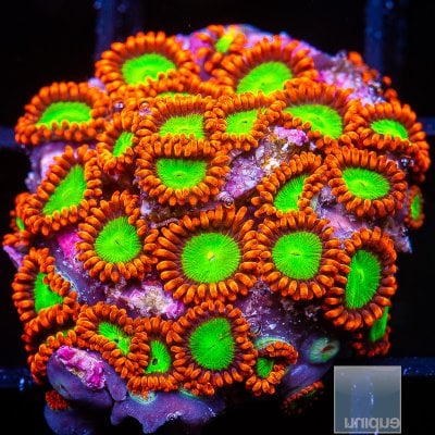 Goblin on Fire zoanthid colony 399 220.JPG