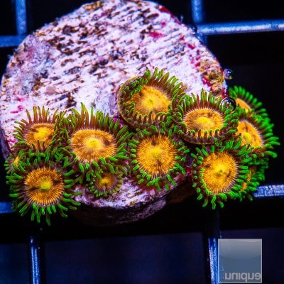 WWC Laser Lemon Zoanthid 139 56.JPG