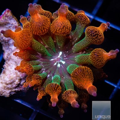 Rose Bubble Tip Anemone 79 56 (3).JPG