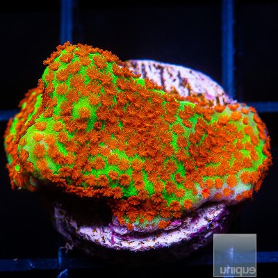 UC Chili Pepper Montipora 59 36.JPG