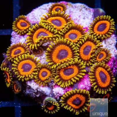 UC Fruit Loop Zoanthid colony 229 120.JPG