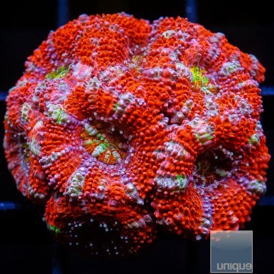 UC Rainbow Crush Acan Lord 139 75.JPG