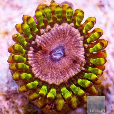 UC Purple Monster Zoanthid 29 16.JPG