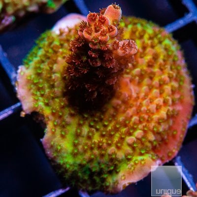 PC Rainbow Acropora 79 46.JPG