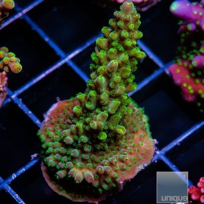 U Acropora 34 20.JPG