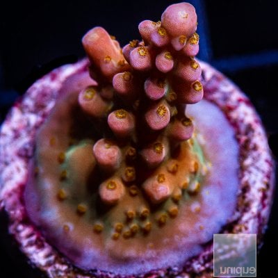 UC Molten Aura Acropora 299 220.JPG