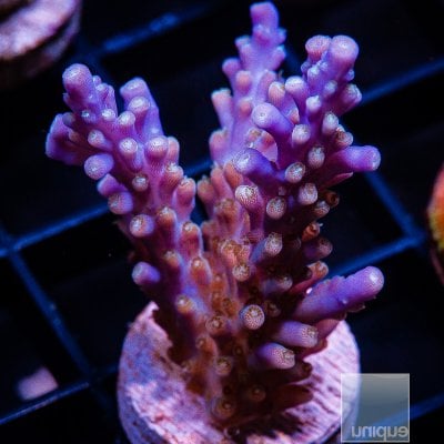 Acropora Valida 59 41.JPG