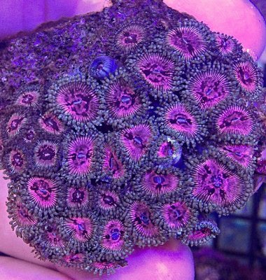 Explanation on How Zoas Get Their Names