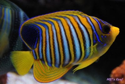 A Reef2Reef Spotlight:  Regal Angelfish