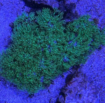 star-polyps.jpg