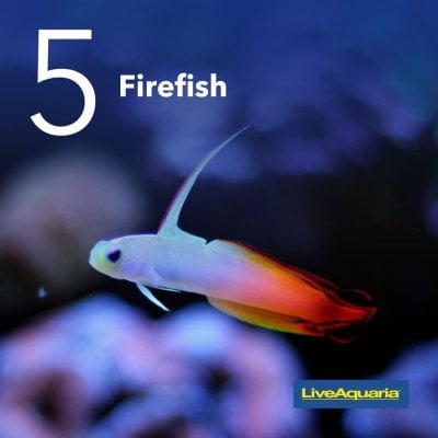 06.01_-_Top_05_Reef_Safe_Fish_Tips_5.jpg