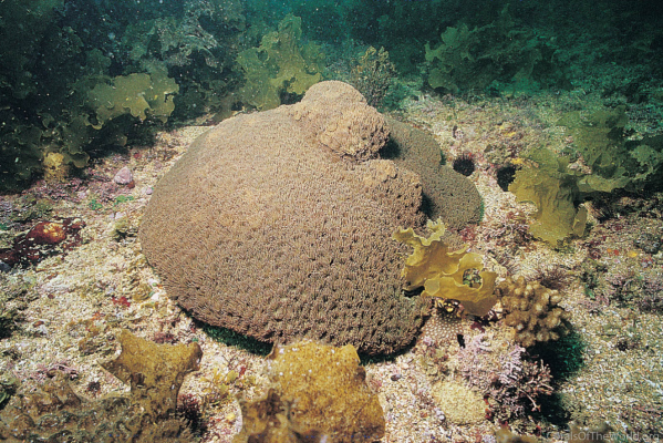 Goniopora_Great_Barrier_Reef.png