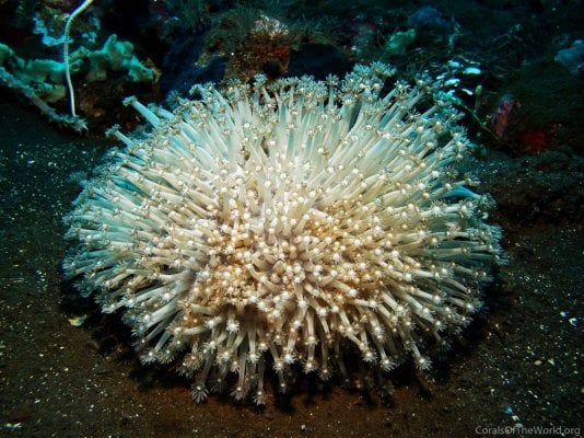 goniopora_indonesia_corals_of_the_world.jpg