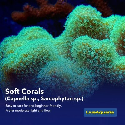 06.03_-_Coral_Types_Educational_Tips1 (1).jpg