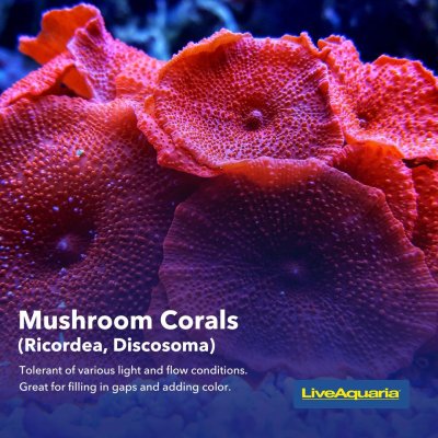 06.03_-_Coral_Types_Educational_Tips4.jpg