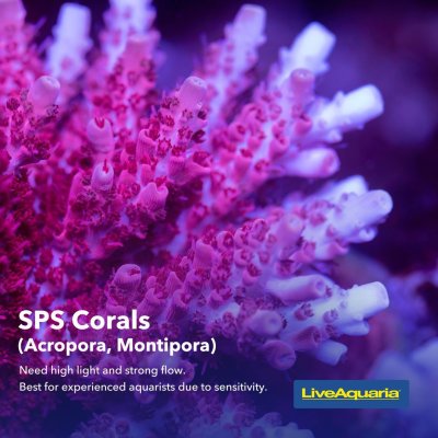 06.03_-_Coral_Types_Educational_Tips3 (1).jpg