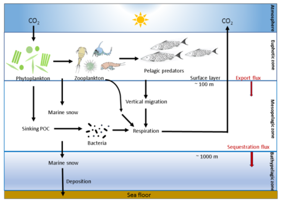 1280px-Schematic_of_the_biological_carbon_pump.png