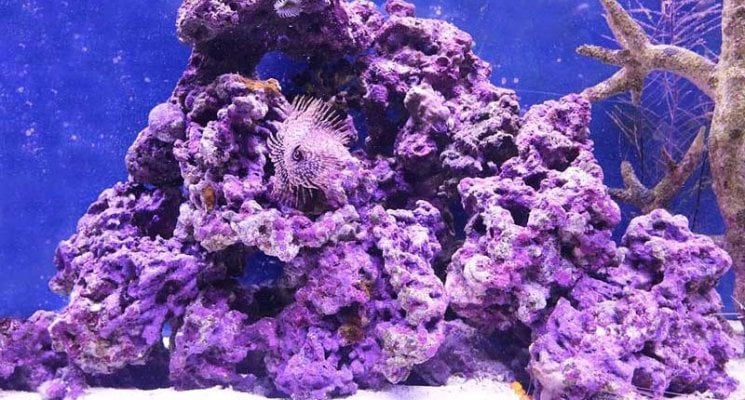 Live-Rock-Aquarium-Guide-ARC-Reef-800x430.jpg